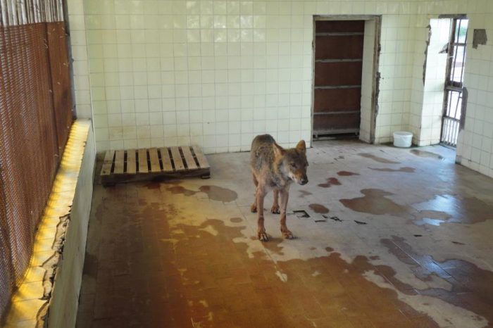 Te Zoologjiku i Tiranes ku kane burgosur deri mace rrugesh edhe ujku ka frike nga njeriu