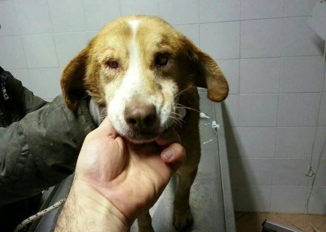 Odiseja e Hero, qenit me te njohur
