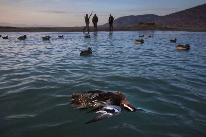 Shkrimtari qe ekspozoi masakrimin e zogjve ne Shqiperi ne “National Geographic”